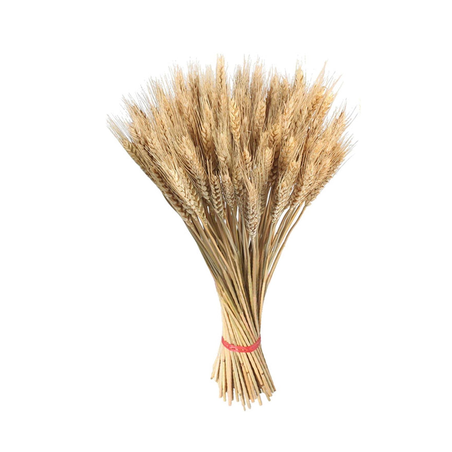 100ps Natural Wheat Ear Wheat Rice Ear Farmhouse Opening Barley Real Dried Flower Bouquet Pastoral Dry Branch Gift Wedding Decor